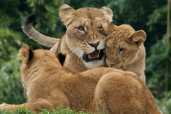 Leonessa con cuccioli di leone sullo sfondo della foresta