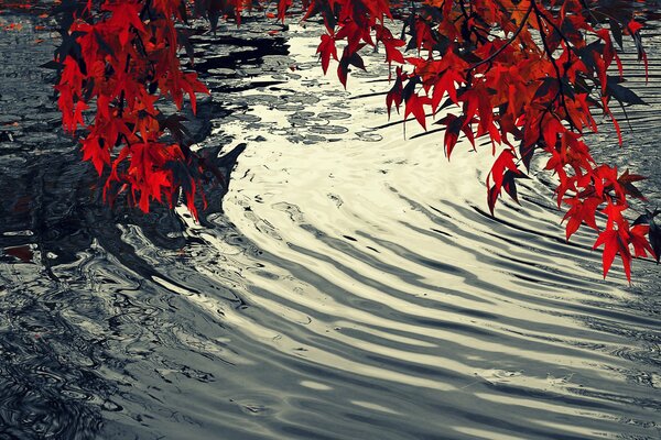 Hojas de otoño en el fondo del estanque