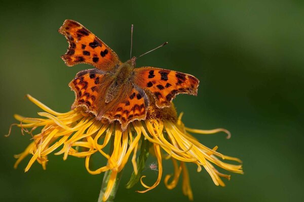 Mariposa naranja en una flor amarilla