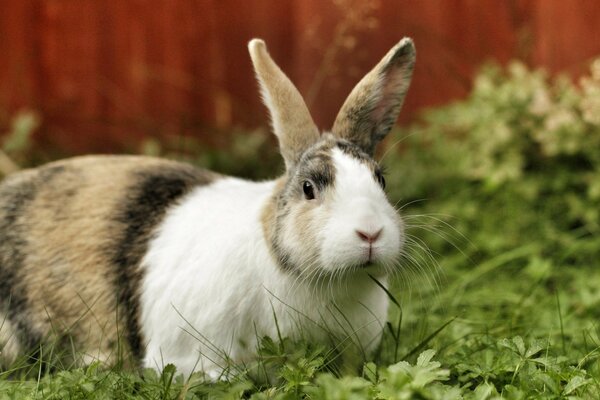 A rabbit with big ears is sitting on the grass