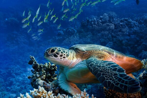 Hermosa tortuga de mar grande