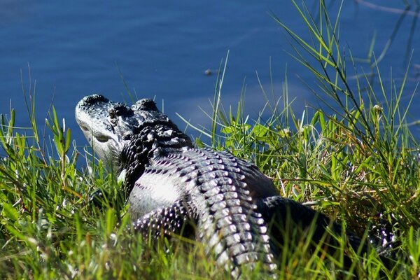 Crocodile sur l herbe va à l eau