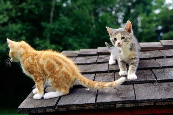 Dos gatitos sentados en el techo