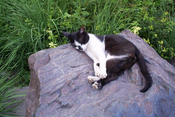 Eine schwarz-weiße Katze liegt auf einem großen Stein