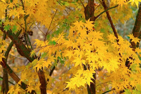 Ahornblätter an den Bäumen im Herbst