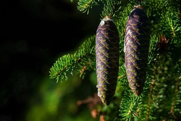 Two cones on a green branch of a fir tree