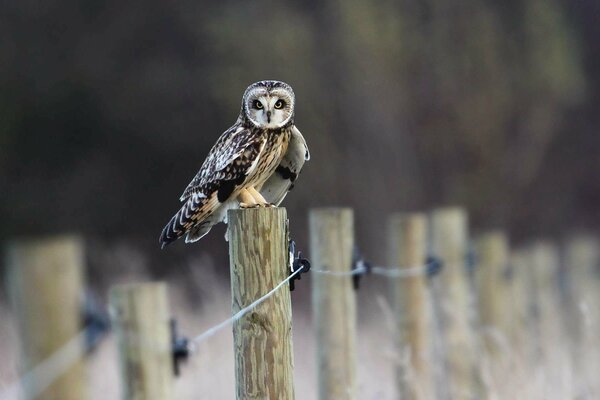 Oiseau hibou sur une clôture de bûches