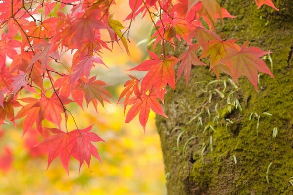 Autumn trees. Brightness of colors