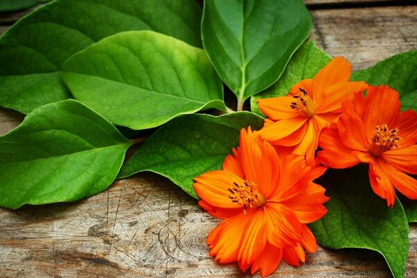 Orange as fire petals of an unknown flower