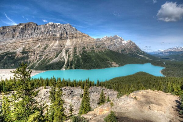 Forest landscape on the background of a blue lake and mountains