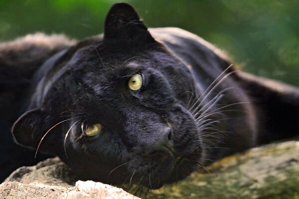 Schwarzer Jaguar mit grünen Augen