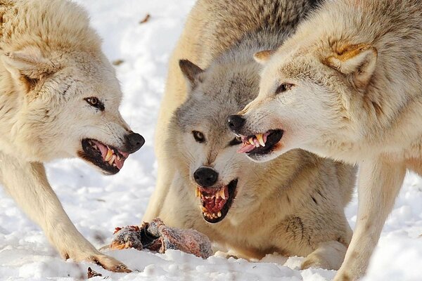 Wolfsrudel im Kampf um Beute