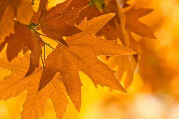 Primo piano delle foglie d autunno