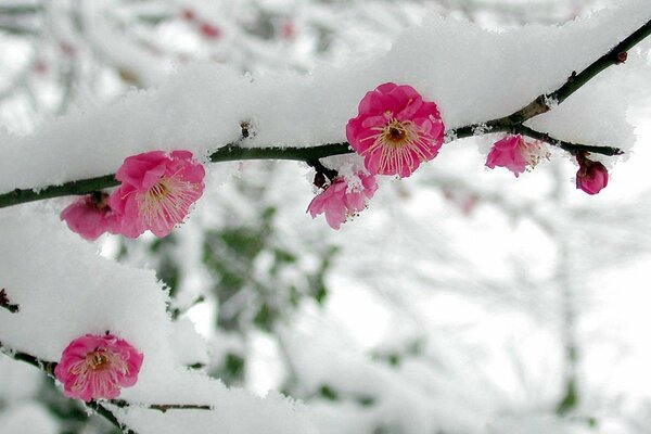 Branche fleurie sous la neige