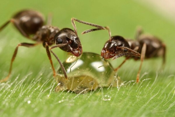 Las hormigas beben una gota de agua