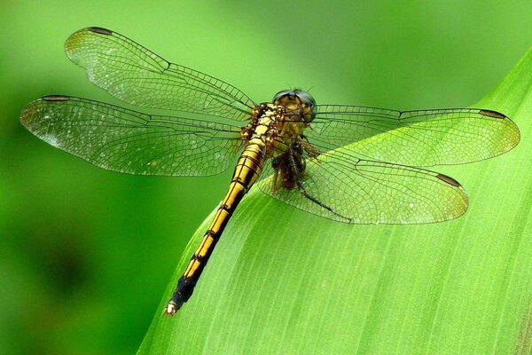 Beautiful dragonfly on a green leaf