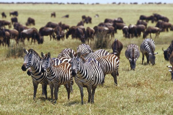 Zebras gathered on the lawn to eat grass