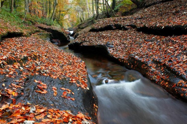 Ruscello nella foresta d autunno