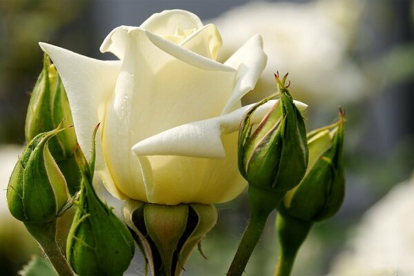 A blooming white rose and closed buds