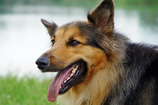 A shepherd in nature with his tongue hanging out