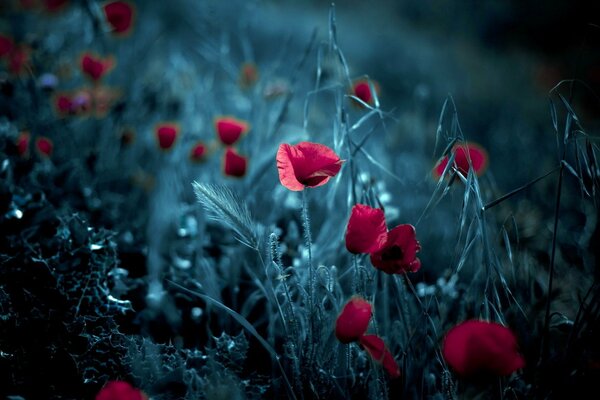 Rote Mohnblumen auf grauem Nachthintergrund