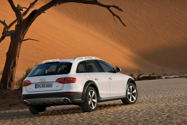 Auto bianca Audi nel deserto sotto l albero