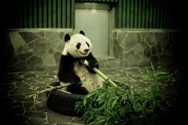 Im Zoo isst ein Panda Spaß mit Bambus