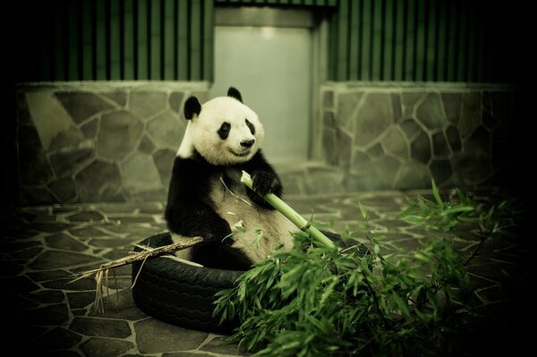 Panda has fun eating bamboo at the zoo
