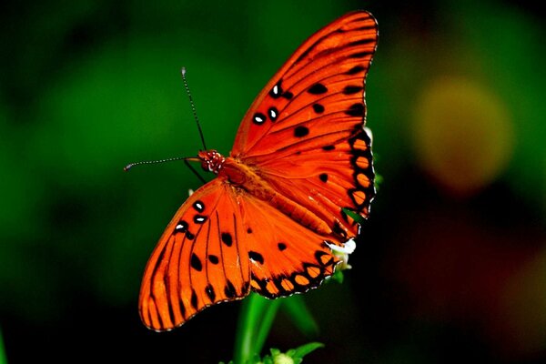 Bright red butterfly on a branch