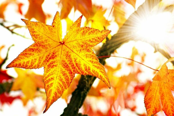 Herbstlicher rot-gelber Glücksstern