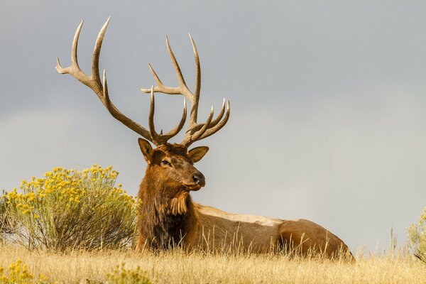 A deer with big horns looks into the distance