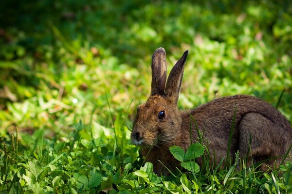 The hare hid in the green grass