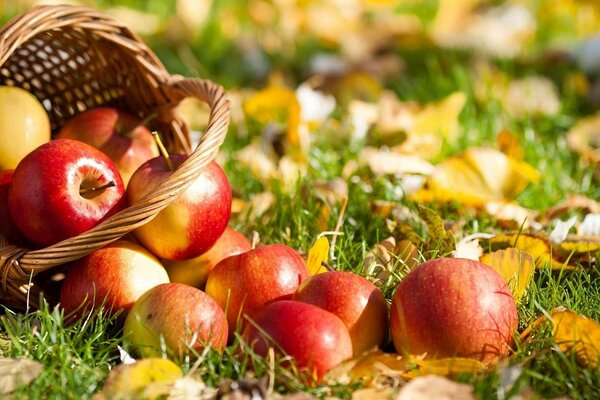 Autumn gift: apples in the basket