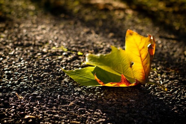 A lonely autumn fallen leaf