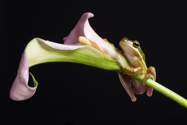 Rana con una flor sobre un fondo negro sólido