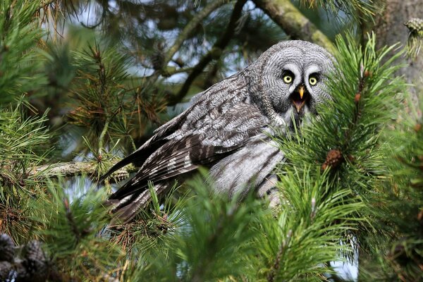 Uccello gufo nella foresta di conifere