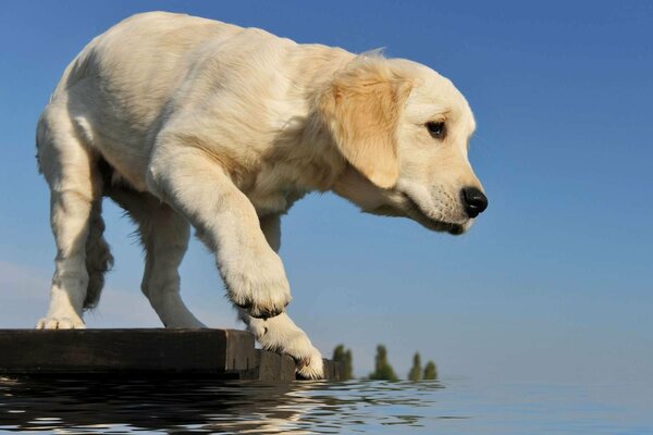 Ein Retriever-Welpe steht auf einer Brücke und probiert mit einer Pfote Wasser