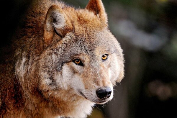 Der Blick des Raubtiers eines grauroten Wolfes