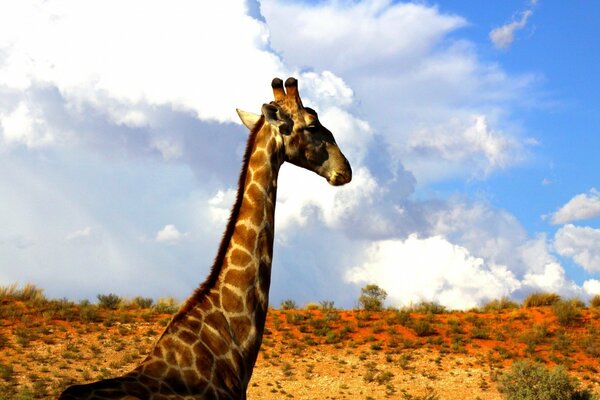 Le cou de la girafe atteint le ciel