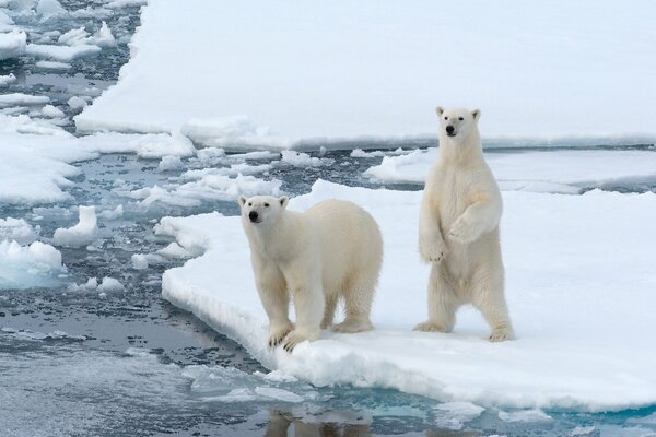 Osos polares en un témpano de hielo en el Ártico