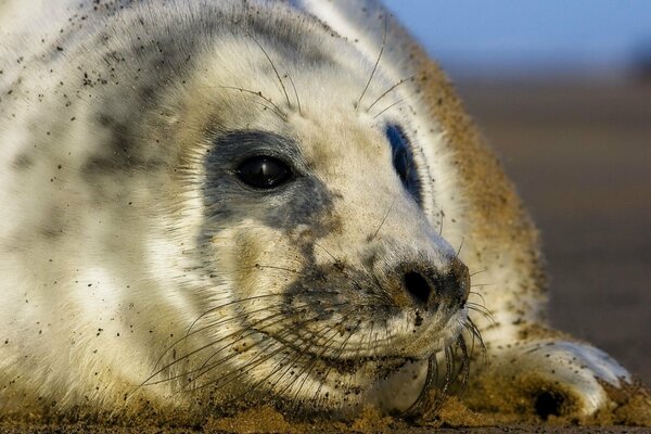 Seal muzzle close-up