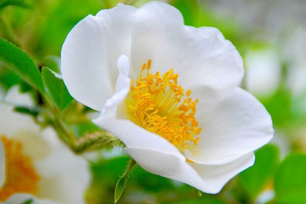 Les fleurs de rose sauvage sentent les roses