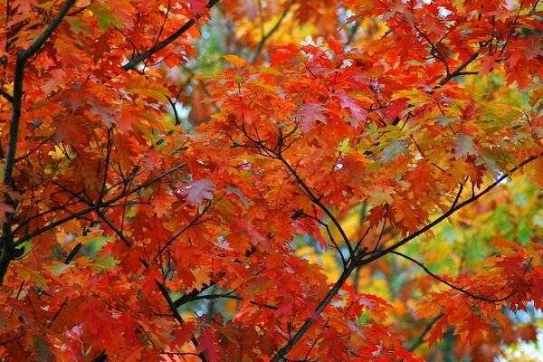 The red robe of autumn maples