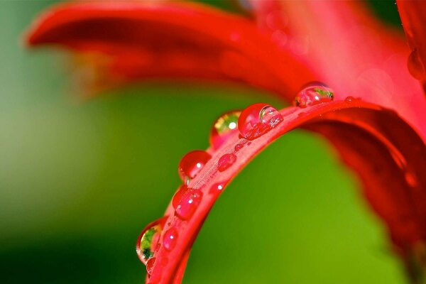 Rosée du matin sur une feuille rouge