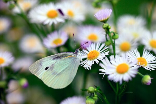 Polilla verde sobre Margarita blanca