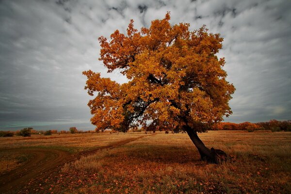 Árbol amarillo de otoño contra el cielo