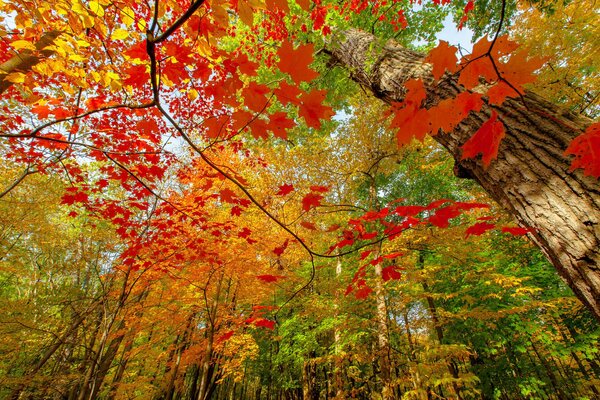 Feuillage multicolore dans la forêt d automne