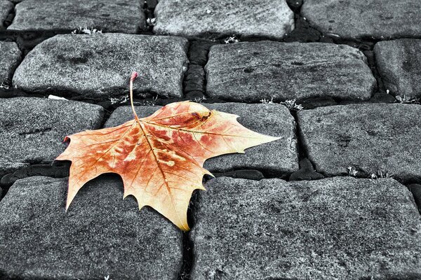 Foglia d autunno solitaria su Finitrici