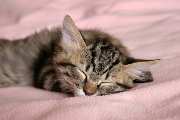 Gatito gris durmiendo en la cama