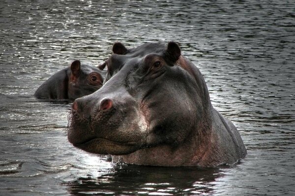 Hipopótamos a la mitad en el agua nublado